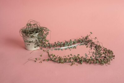 String of Hearts